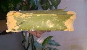 Bánh chưng, bánh tét mốc, ăn hay bỏ?