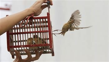 Cần trả lại ý nghĩa cho tục phóng sinh