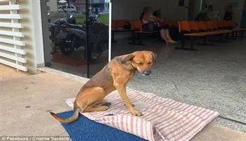 Cảm động trước chú chó nằm chờ chủ ở bệnh viện trong nhiều tháng