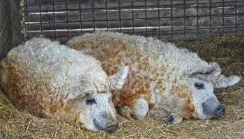 Giống heo siêu hiếm Mangalitsa, có thịt ngon nhất thế giới