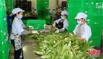 VinEco được trao chứng nhận chuỗi thực phẩm an toàn