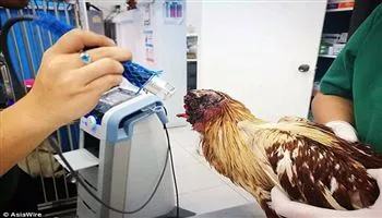 Con gà vẫn sống trong một tuần kể từ khi bị mất đầu