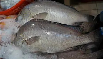 Giá cả thị trường hôm nay 4/4/2018: Cá kẽm giá 120 ngàn đồng một kg