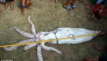 Ngư dân Philippines bắt được con mực khổng lồ