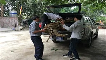 Bảo tàng Thiên nhiên tiếp nhận tiêu bản hổ được giao nộp