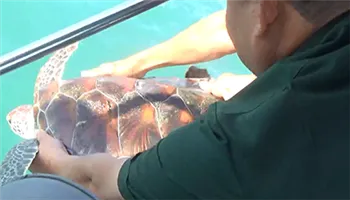 Qua đường dây nóng, ngư dân thả Vích về biển