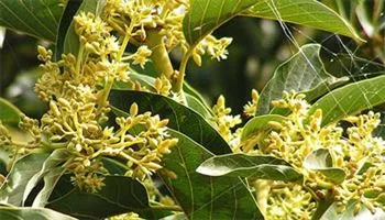 Chăm sóc cây bơ giai đoạn thụ phấn