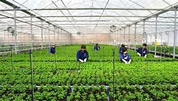 Bốn tiêu chí xác định doanh nghiệp nông nghiệp ứng dụng công nghệ cao