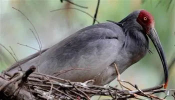 Trung Quốc sẽ tặng Nhật hai con sếu đầu đỏ tại hội nghị cấp cao Nhật - Trung - Hàn