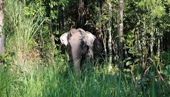 Campuchia: Phát hiện cả trăm ngàn bẫy trong rừng bảo tồn