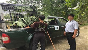 Cần Thơ trở thành địa phương không còn gấu nuôi nhốt