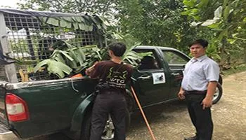 Cần Thơ trở thành địa phương không còn gấu nuôi nhốt