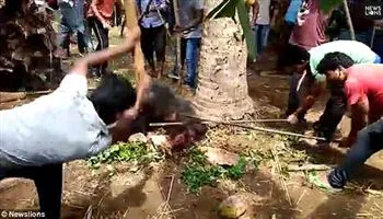Gấu vào làng giết đôi vợ chồng già ở Ấn Độ