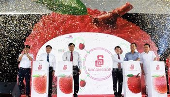  500 tấn vải Lục Ngạn (Bắc Giang) và Thanh Hà (Hải Dương) phân phối ở các kênh siêu thị