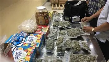 Hải quan Tân Sơn Nhất phá thành công nhiều vụ vận chuyển cần sa