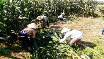 Người Chi hội trưởng nông dân tận tâm với công việc