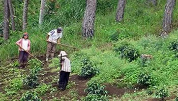 Phó Thủ tướng chỉ đạo xử lý phản ánh, tố cáo vụ việc trồng rừng ở Lâm Đồng