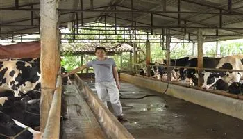 Vắt sữa bò ra... ô tô