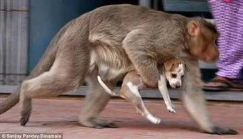 Khi khỉ làm vú em cho cún