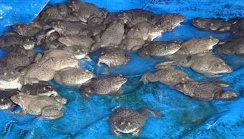 Giá cả thị trường hôm nay 8/8/2018: Ếch sống giá 60 ngàn đồng một kg