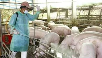 Khẩn cấp ngăn chặn dịch tả lợn lây lan đến Việt Nam