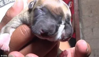 Kỳ lạ chó con có 2 đầu