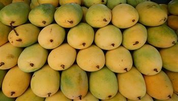 Giá cả thị trường hôm nay 21/9/2018: Xoài cát Hòa Lộc 90 ngàn đồng một kg