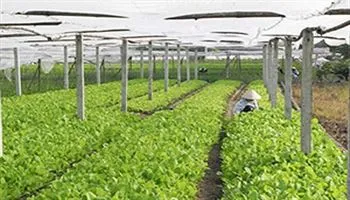 Kế hoạch khuyến khích Doanh nghiệp đầu tư vào nông nghiệp