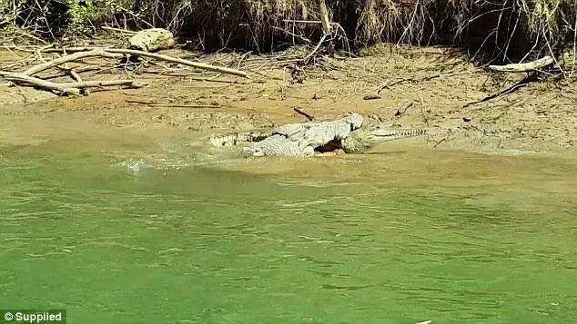 Cá sấu nước mặn tấn công cá sấu nước ngọt nhanh như chớp
