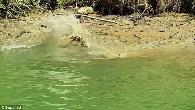 Cá sấu nước mặn tấn công cá sấu nước ngọt nhanh như chớp