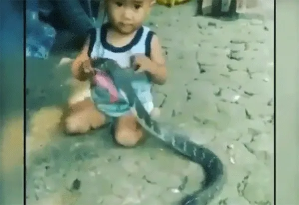 Em bé chơi với rắn hổ