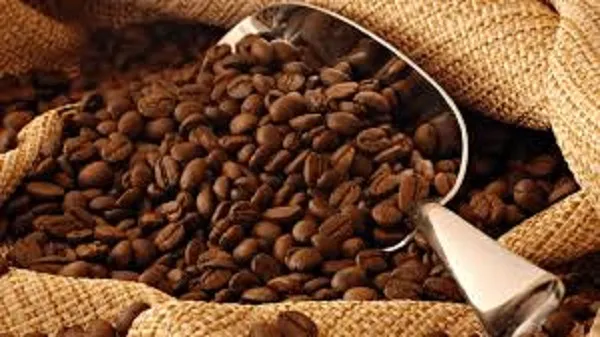 giá cà phê hôm nay 13/10 tăng gần 37 ngàn/kg
