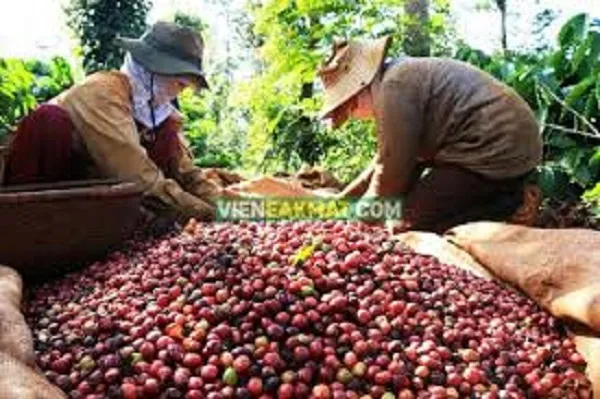 nông dân thu hoạch cà phê