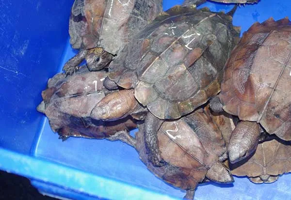 Các chuyên gia nhận định không thể gây nuôi thương mại rùa đầu to