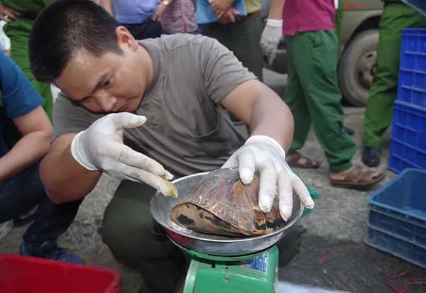 Cán bộ Trung tâm bảo tồn rùa VQG Cúc Phương khẩn trương thực hiện công tác cứu hộ