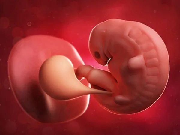 Tìm hiểu sự phát triển của thai nhi qua từng tháng thai kỳ 1