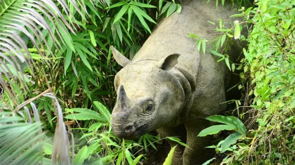 Tin nóng ngày 28/12/2018: Loài tê giác Javan quý hiếm đứng bên bờ vực tuyệt chủng vì sóng thần