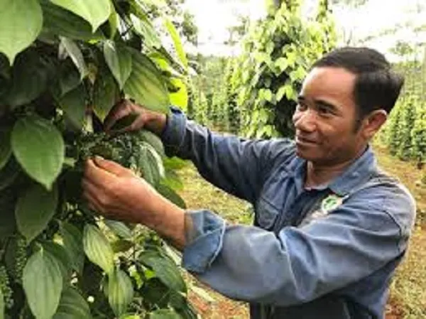 thu hoạch tiêu xanh