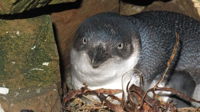 Chim cánh cụt nhỏ bị mất trộm tại khu bảo tồn New Zealand