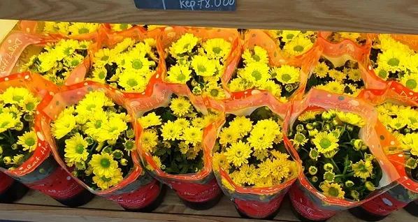 hoa tươi, hoa chậu nhỏ, hoa chưng tết, ngày 2 tháng 2 năm 2019