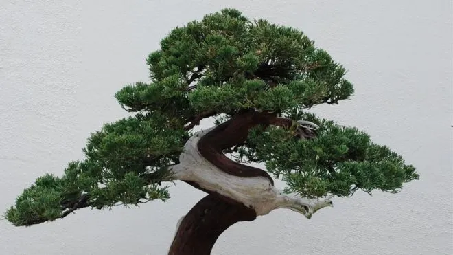 cây Bonsai