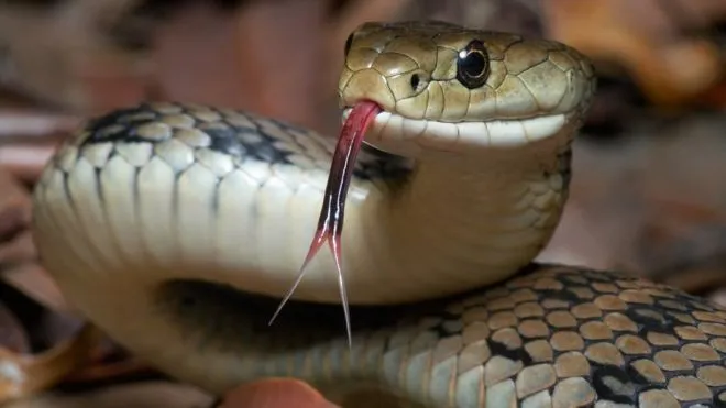 Cảnh sát Indonesia dùng rắn để hỏi cung