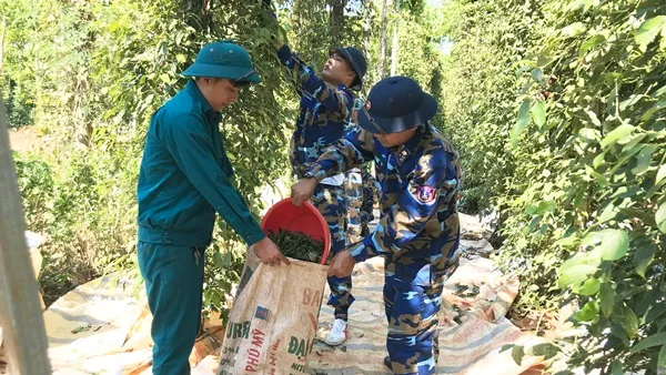 Cán bộ, chiến sỹ BTL Vùng Cảnh sát biển 3 giúp nhân dân huyên Châu Đức, tỉnh Bà Rịa – Vũng Tàu thu hoạch tiêu