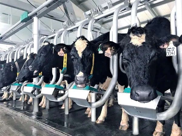 Đàn bò A2 thuần chủng đầu tiên của Việt Nam nhập từ New Zealand được chăm sóc trong Tổ hợp trang trại công nghệ cao Thống Nhất Thanh Hóa của Vinamilk