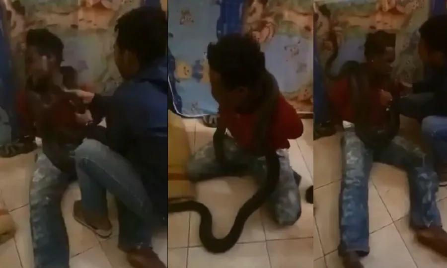 Một cảnh trong clip cho thấy cảnh sát sử dụng rắn tra khảo nghi phạm tại Papua