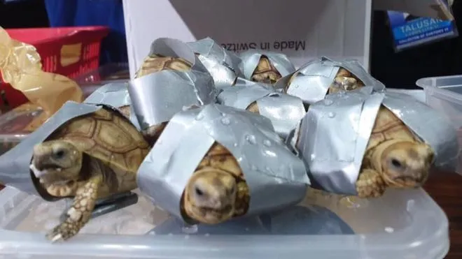 Philippines: Phát hiện 1.500 con rùa bị quấn băng keo trong hành lý