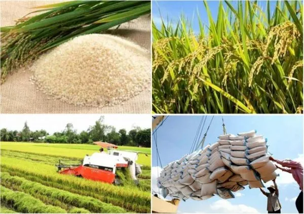  Xuất khẩu gạo Việt Nam trải qua năm 2018 đầy lạc quan khi sản lượng tăng khoảng 6%, còn giá trị thì tăng gần 20%. Ảnh minh họa.  