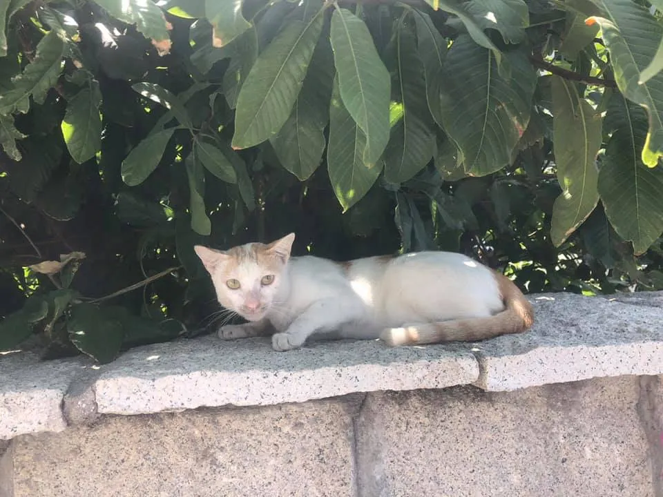 VOH-sao-viet-hom-nay-anh-vu-le-binh-11