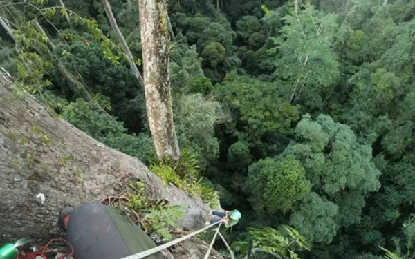 Cây cổ thụ vùng nhiệt đới cao nhất thế giới 100,8m.