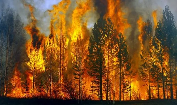 Cảnh báo, nguy cơ, cháy rừng,nhiều địa phương